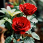 دانلود آهنگ لیلا فروهر ( ورژن هوش مصنوعی ) به نام امشب شب مهتابه