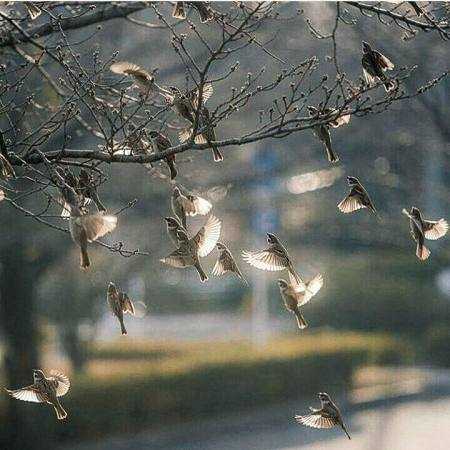 گوگوش ( ورژن هوش مصنوعی ) عشقت به من داد عمر دوباره