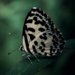 دانلود آهنگ هنگامه ( ورژن هوش مصنوعی ) به نام برای دیدن تو