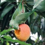 دانلود آهنگ سوسن ( ورژن هوش مصنوعی ) به نام میخوام برم از این دیار