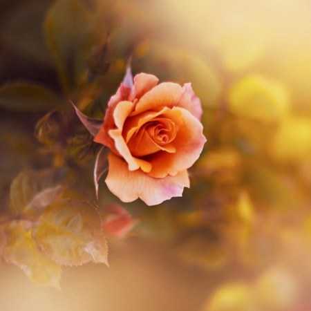 داغونم کردی هوش مصنوعی 