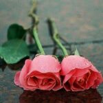 دانلود آهنگ هایده ( ورژن هوش مصنوعی ) به نام بیا نشونم بده که جونم بره