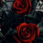 دانلود ریمیکس ناهید ( ورژن هوش مصنوعی ) به نام دوتا گل سرخ