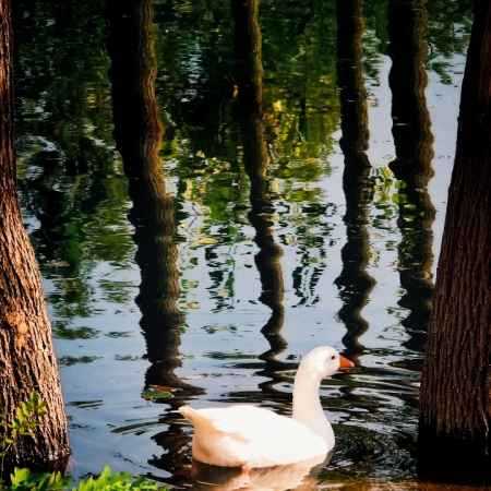 هایده ( ورژن هوش مصنوعی ) غم عشقت مرا از پای افکند