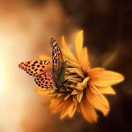 هایده ( ورژن هوش مصنوعی ) واسونک