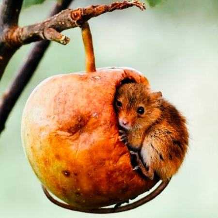 حمیرا ( ورژن هوش مصنوعی ) چه خوشبخت دل من که دردش غم عشقه