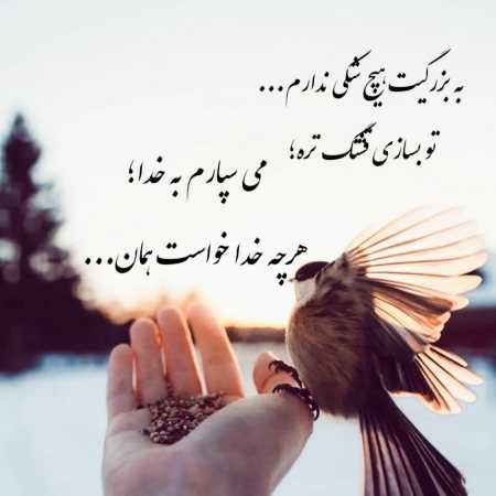 لیلا فروهر ( ورژن هوش مصنوعی ) به من چند شاخه گل رز بده