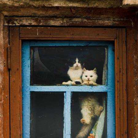 لیلا فروهر ( ورژن هوش مصنوعی ) چه خوابا که ندیدی