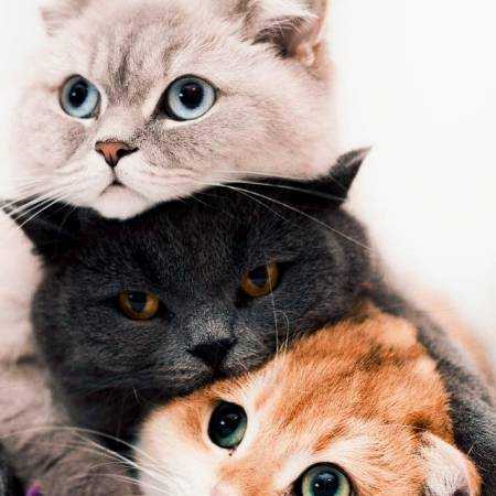 مهستی ( ورژن هوش مصنوعی ) اخ چه خوش پاقدمی تو