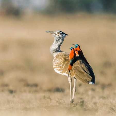 هایده ( ورژن هوش مصنوعی ) جدایی گرونه وای