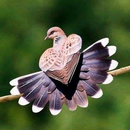 مهستی ( ورژن هوش مصنوعی ) گریم اختیاری نیست