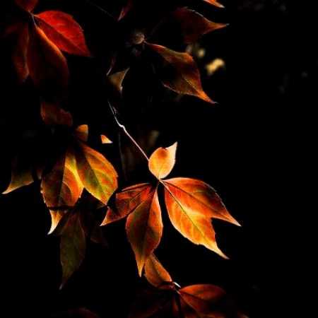 مرجان ( ورژن هوش مصنوعی ) باید از باد هراسون باشم