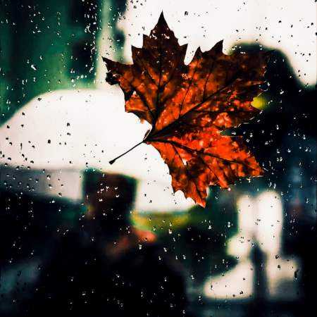 شکیلا ( ورژن هوش مصنوعی ) گوشه باغچه توی گلدونه