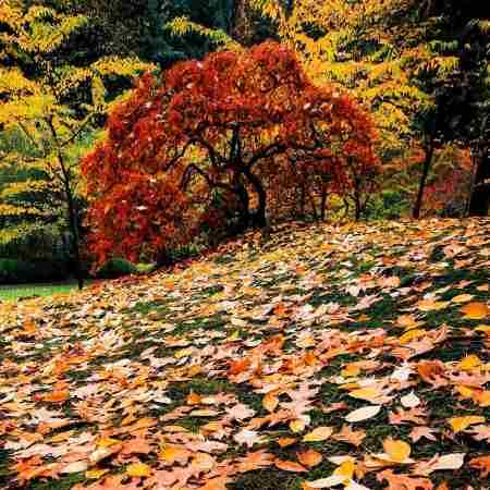 فتانه ( ورژن هوش مصنوعی ) هوس یار و دیار و عاشقی باز می کنه