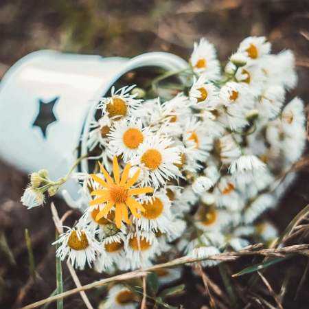 گوگوش ( ورژن هوش مصنوعی ) طوفان حریف من نیست