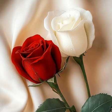 هایده ( ورژن هوش مصنوعی ) پناه من تویی