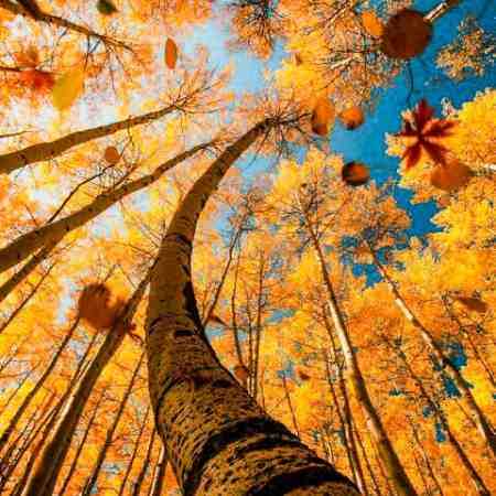 مهستی ( ورژن هوش مصنوعی ) فدات شم یادتم فدات شم