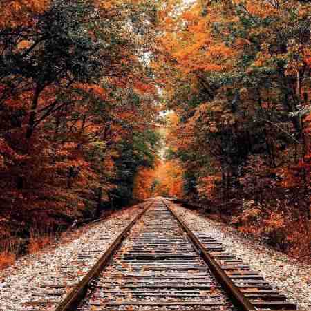 مهستی ( ورژن هوش مصنوعی ) گل خوشگل و زیبا