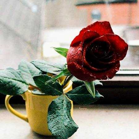 مهستی ( ورژن هوش مصنوعی ) مثل سنگ صبور به پات نشستم