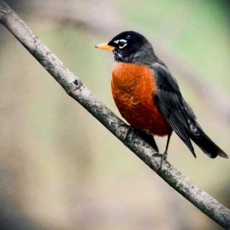 سوسن ( ورژن هوش مصنوعی ) طلای بی‌منت از خاکه