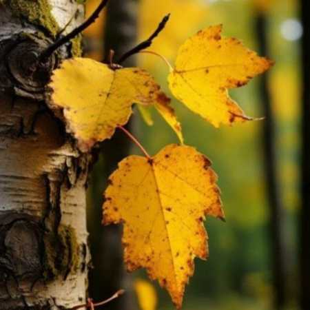 گوگوش ( ورژن هوش مصنوعی ) میخوام غبار تنمو پاک کنم