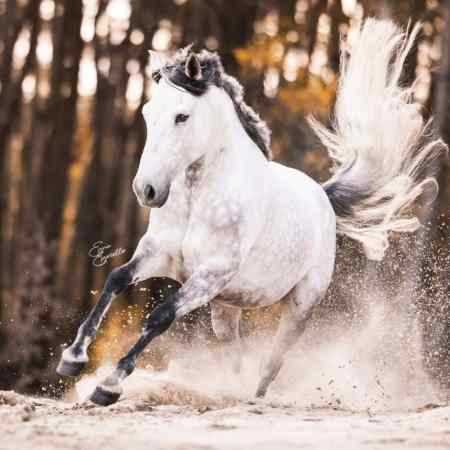 هایده و حمیرا ( ورژن هوش مصنوعی ) ای وای از دل سادم