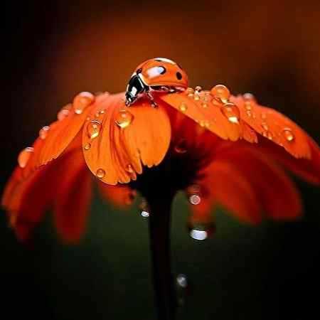 هایده ( ورژن هوش مصنوعی ) آتیش بگیره آشیونت