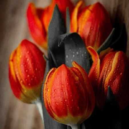 هایده ( ورژن هوش مصنوعی ) در گلخونه بسته