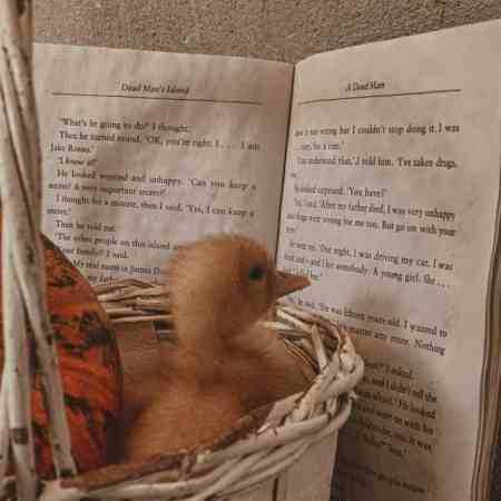 هایده ( ورژن هوش مصنوعی ) ای ساربان آهسته ران