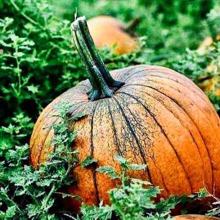 هایده ( ورژن هوش مصنوعی ) حالا که دیوونتم 