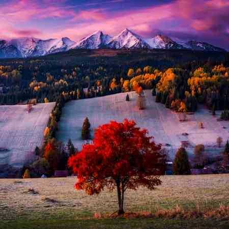 هایده ( ورژن هوش مصنوعی ) من تنها تو همدمی