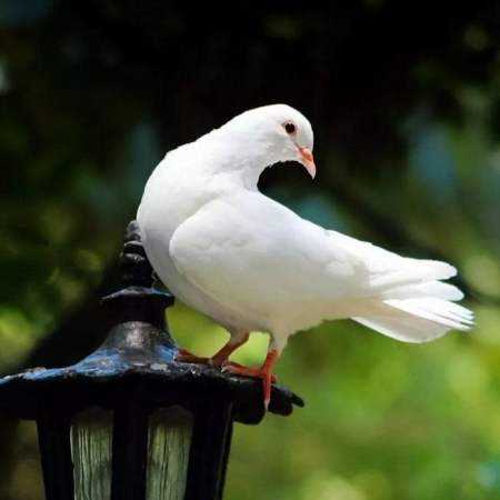 هایده ( ورژن هوش مصنوعی ) نه فرصت شکایتی