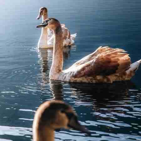 هایده ( ورژن هوش مصنوعی ) نامهربونه ای دل