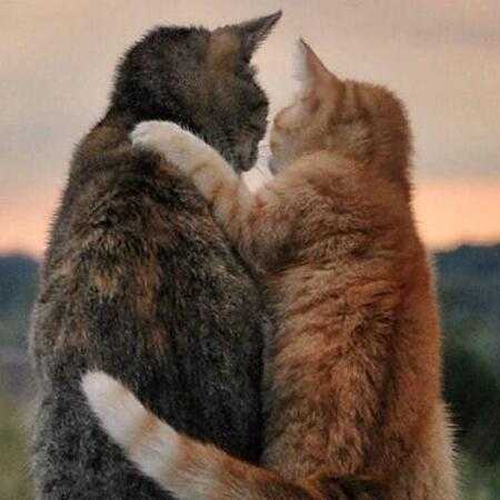 هایده ( ورژن هوش مصنوعی ) سر تا پا شوق گفتنم