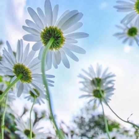 حمیرا ( ورژن هوش مصنوعی ) ده بهار