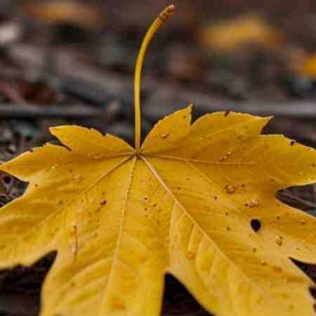 مهستی ( ورژن هوش مصنوعی ) از من مپرس ای دل