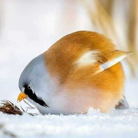 مهستی ( ورژن هوش مصنوعی ) همیشه اشک پاکه