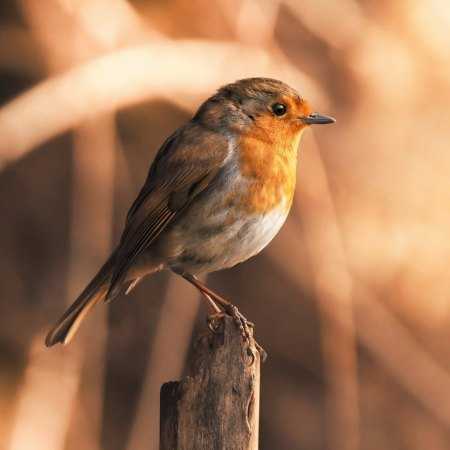مهستی ( ورژن هوش مصنوعی ) امید دیدنت