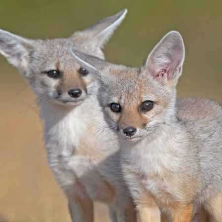 مهستی ( ورژن هوش مصنوعی ) صاحب اختیار من مالک دلم بشه