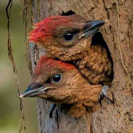 مهستی ( ورژن هوش مصنوعی ) تورو تو خواب دیدن