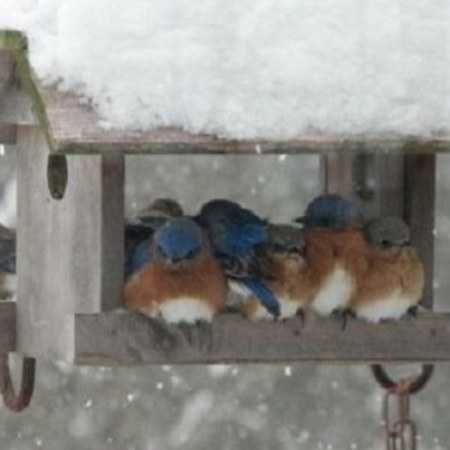 شهره ( ورژن هوش مصنوعی ) سرو صدا نداریم