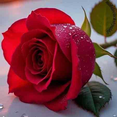 دلکش ( ورژن هوش مصنوعی ) چشم تو به مستی