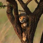 دانلود آهنگ گوگوش ( ورژن هوش مصنوعی ) به نام اگه ماه پیشونی نیستم