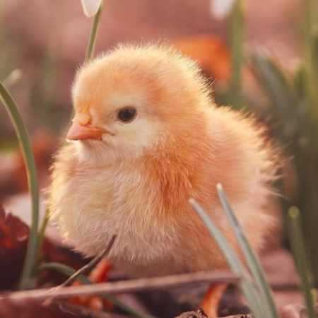 گوگوش ( ورژن هوش مصنوعی ) گیسوی سبز