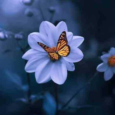 هایده و مهستی ( ورژن هوش مصنوعی ) راز