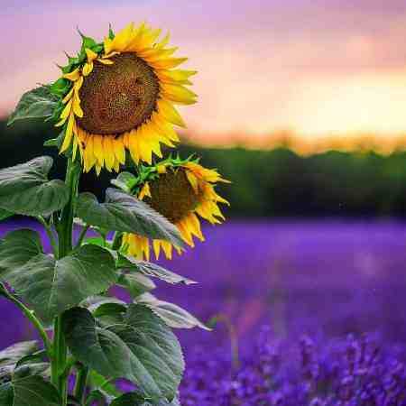 هایده و مهستی ( ورژن هوش مصنوعی ) صدای پای گل میاد