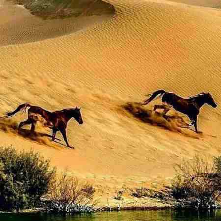 هایده ( ورژن هوش مصنوعی ) به فردا دل نبندید