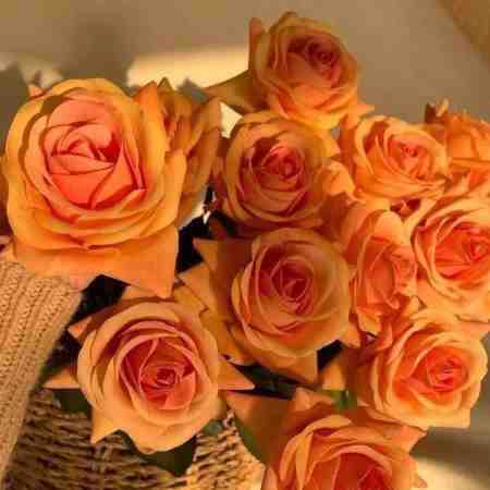 هایده ( ورژن هوش مصنوعی ) بشم عاشق دلم خواست