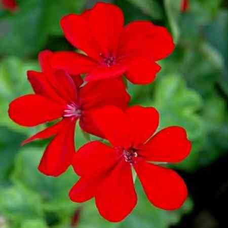 هایده ( ورژن هوش مصنوعی ) دل دیوونه ای دل 