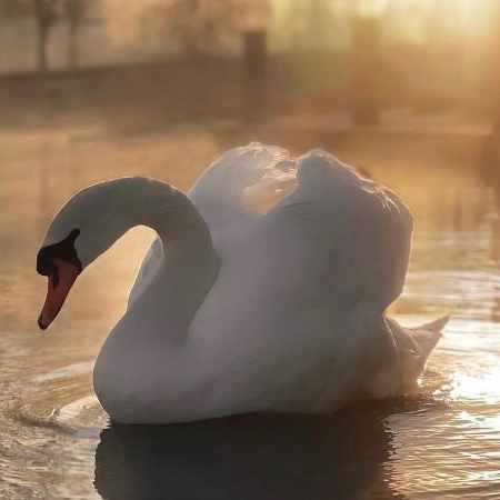 هایده ( ورژن هوش مصنوعی ) ای شعله تابان من